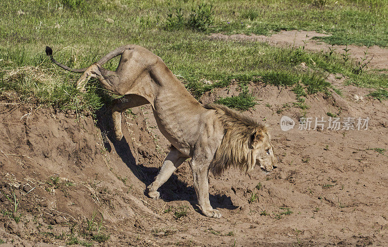 南非美丽的兰斯堡国家公园的野生雄狮