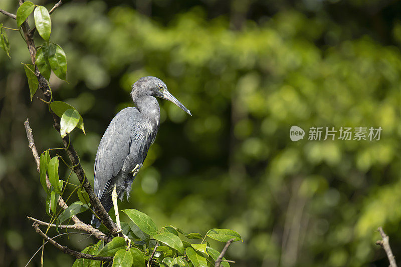 小蓝鹭