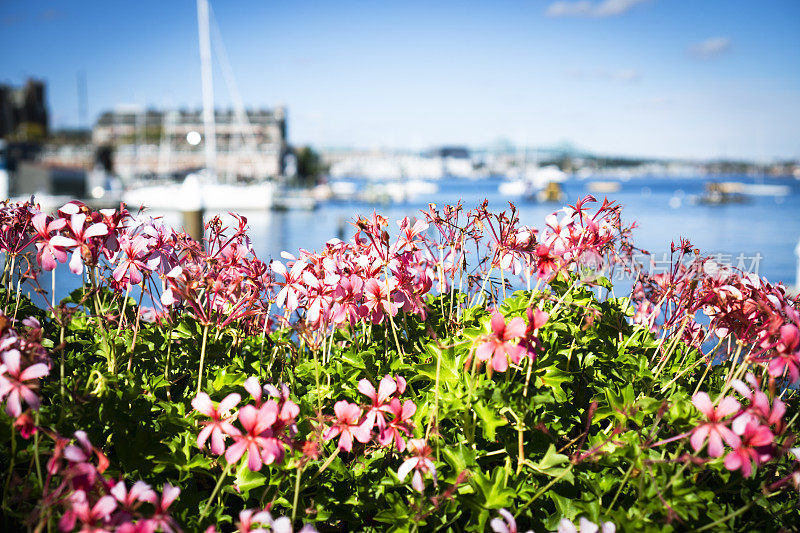 码头上盛开的鲜花与帆船浅景深拍摄