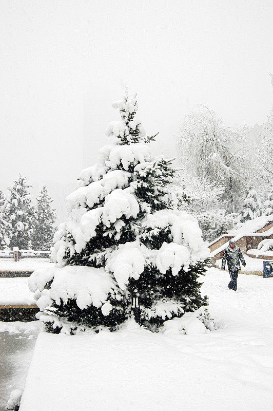 大雪过后，树上盖满了雪。