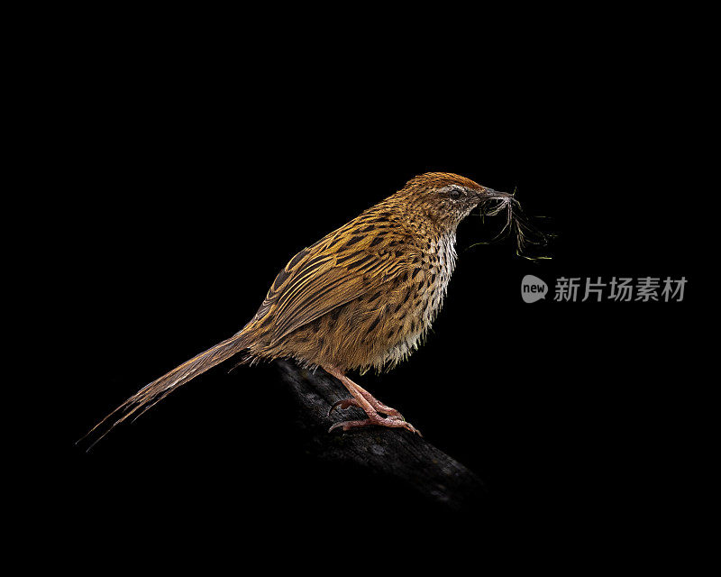 低调的fernbird，马塔塔在新西兰南岛