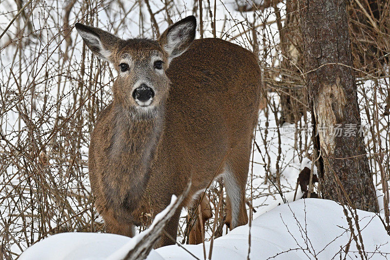 鹿在雪地里凝视着