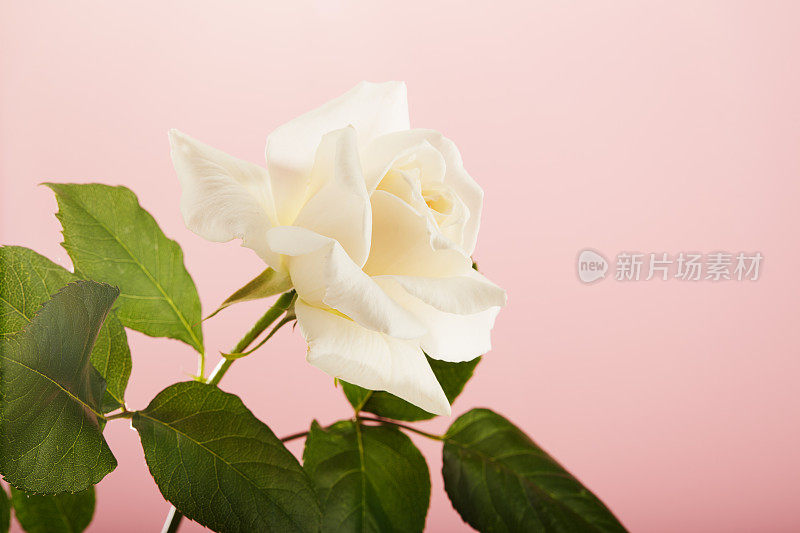 鲜艳的单瓣白色玫瑰花瓣，粉红色背景