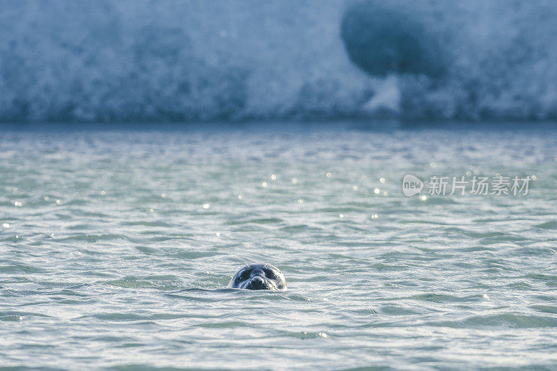 冰岛Jokulsalon冰川泻湖上，一只灰色的海豹在漂浮的冰山之间游动