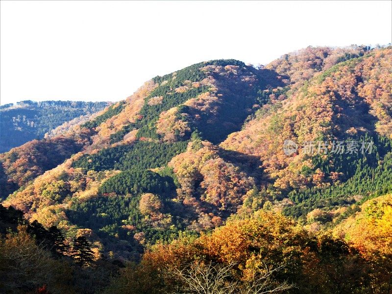 日本。11月的晴朗天气。日本群山迎来了金色的秋天。