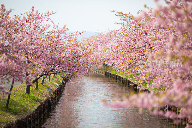 在乡村的河边，樱花盛开