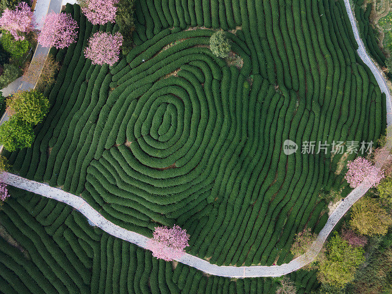 俯瞰绿茶花园的纹理。