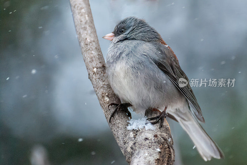 暴风雪中的黑眼Junco