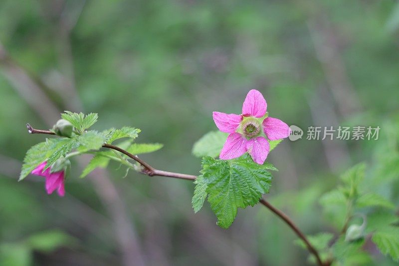 加拿大森林边缘的鲑鱼果