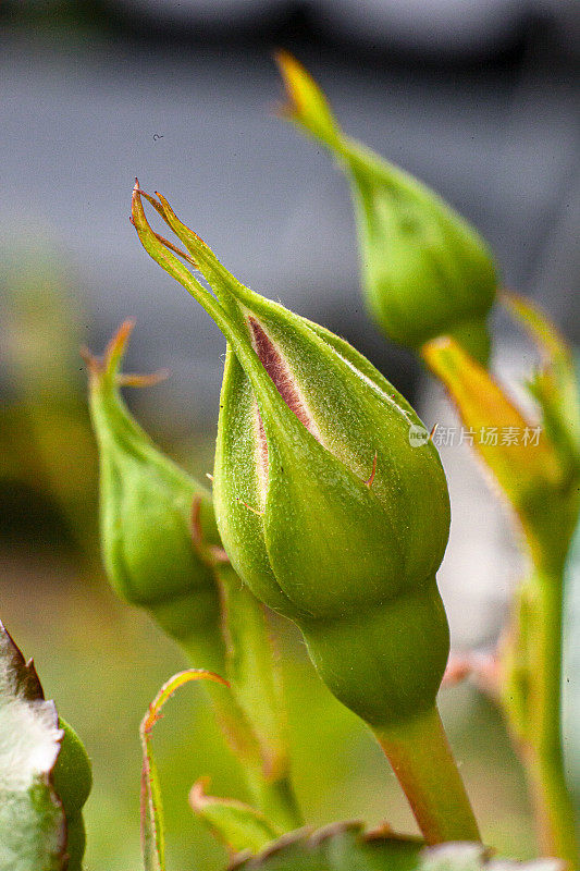 玫瑰花蕾