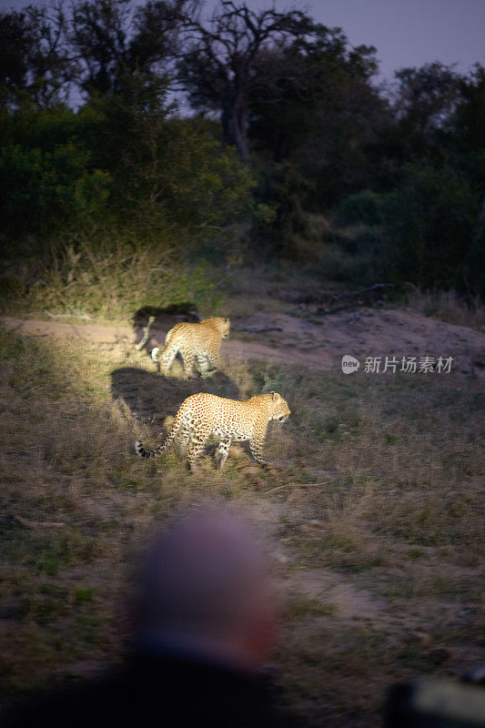 两只美洲豹在黄昏时分走在田野上，从一辆游猎车上拿着聚光灯照在他们身上