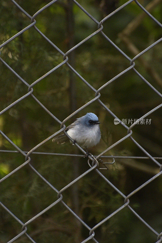 白尾蓝捕蝇草