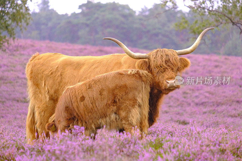 苏格兰高地盛开的石南花田里的小牛