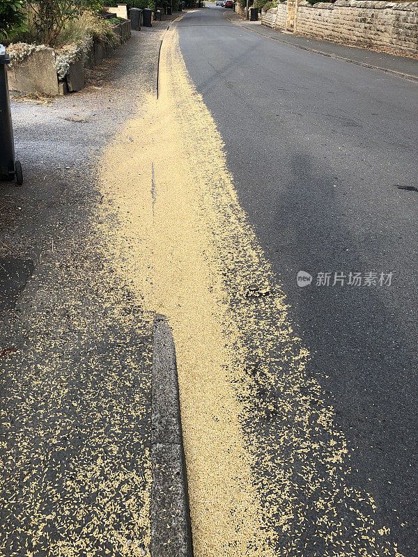 大麦粒洒在路边