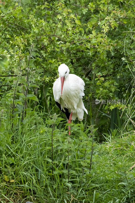 欧洲鹳