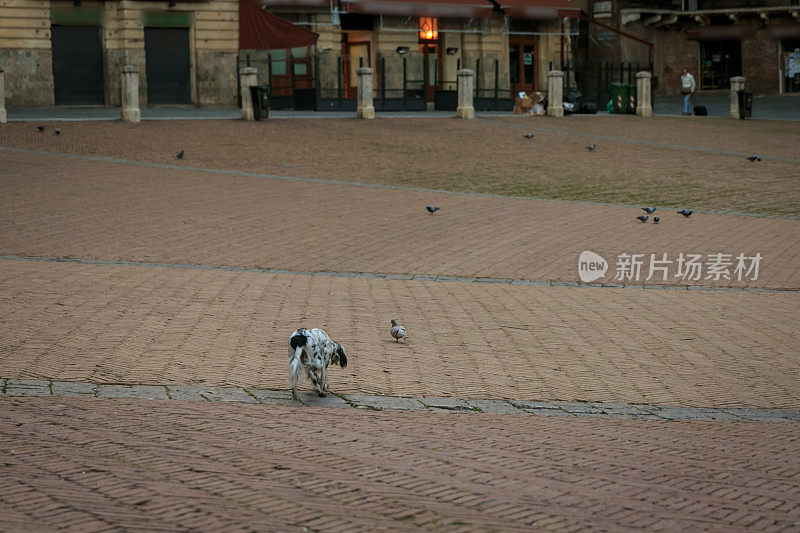 锡耶纳的英国猎犬