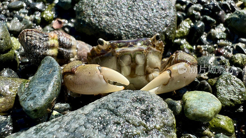 微距视频螃蟹坐在那里，咔嗒咔嗒地用爪子保护自己不受摄像机的伤害，摄像机离得很近，它的嘴在移动，触角，腿上的毛都可以看到，所有关于海洋生命的细节训练视频