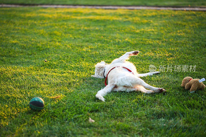 在一个美丽的公园里，一只金毛猎犬在夕阳下的草地上打球