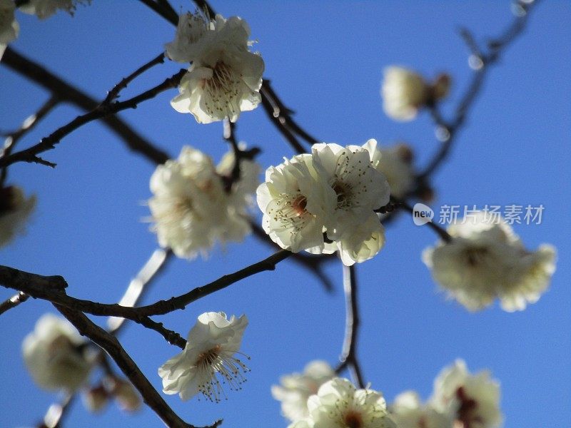 日本。2月。梅花映衬着晴朗的蓝天。特写镜头。