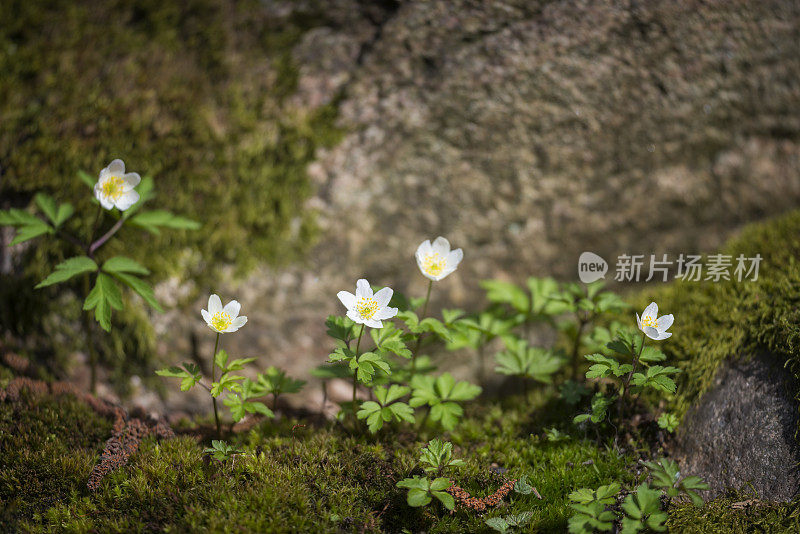 森林里的木海葵