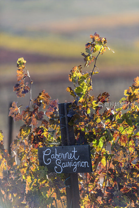 赤霞珠葡萄酒标志葡萄园秋季季节