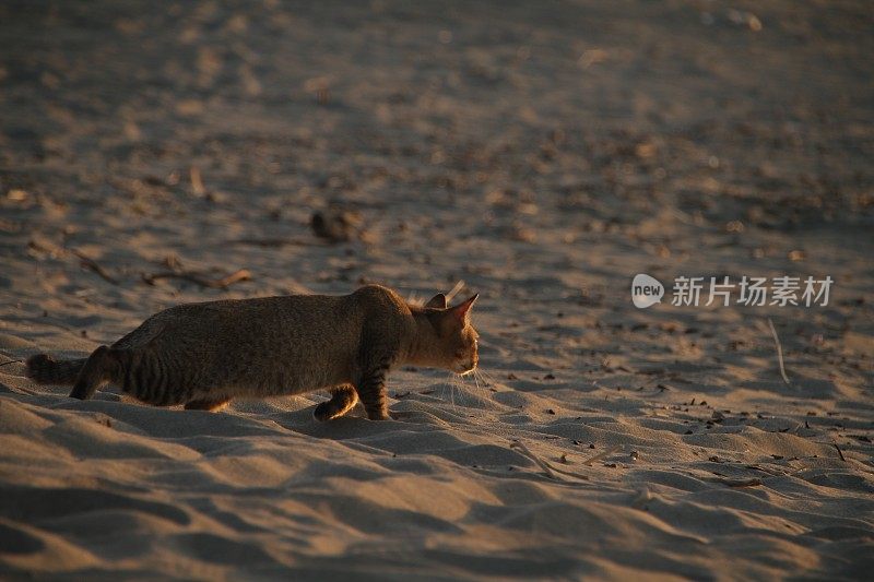 在亚齐日落时，猫在沙滩上放松的后视图