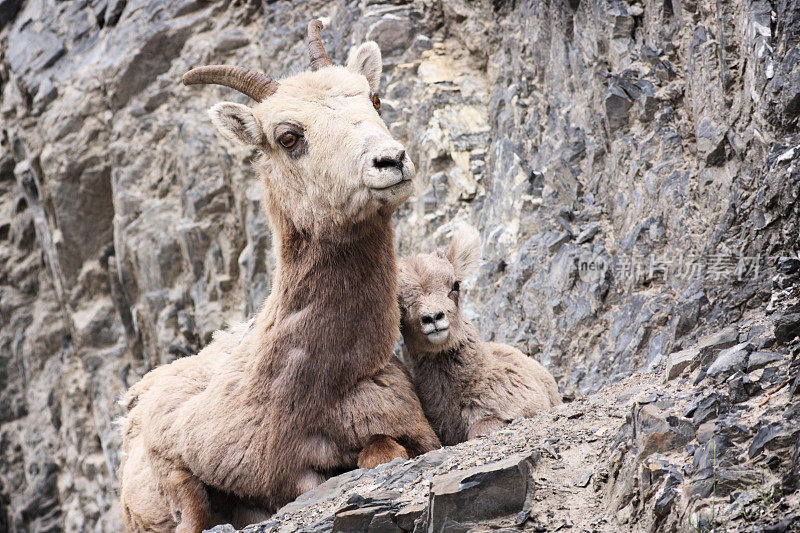岩石露头上的大角羊、羔羊和母羊