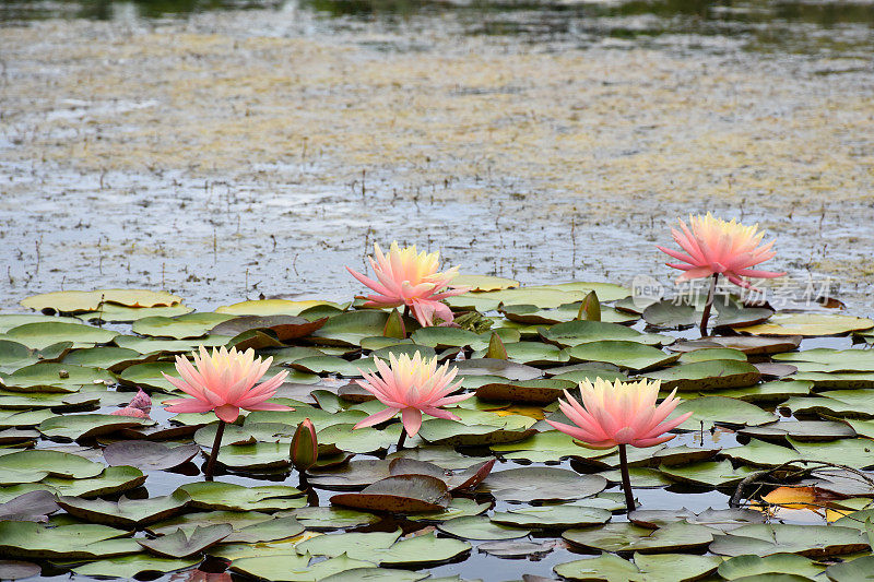 莲花水百合花在水面上