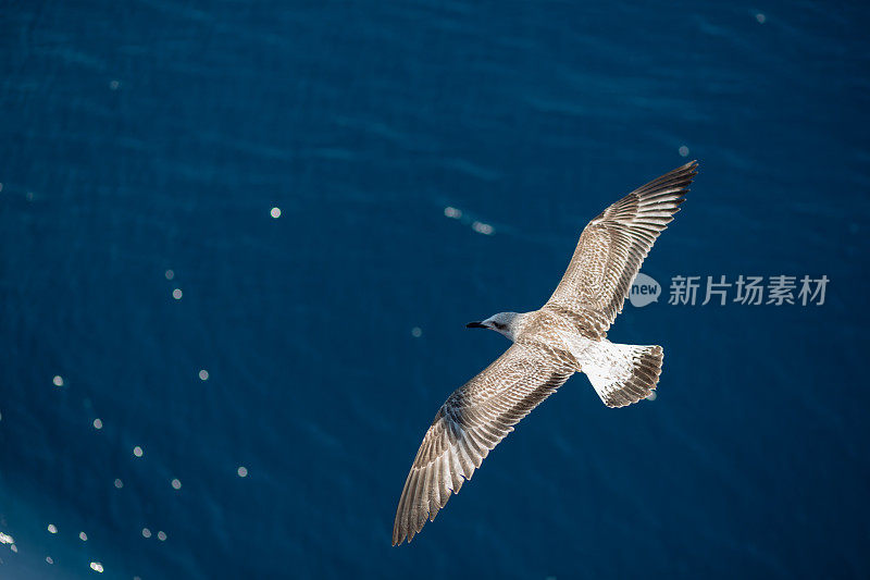 海鸥飞过大海