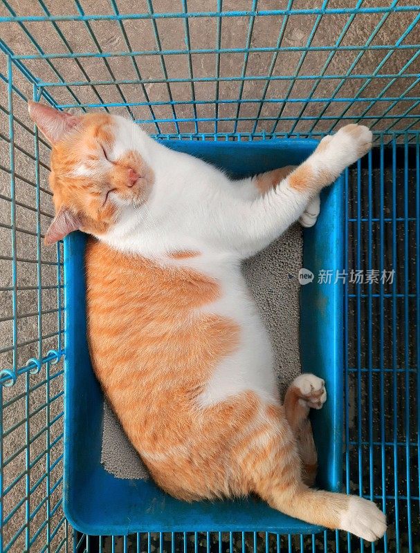 橙色的猫睡在猫砂盒-动物行为。