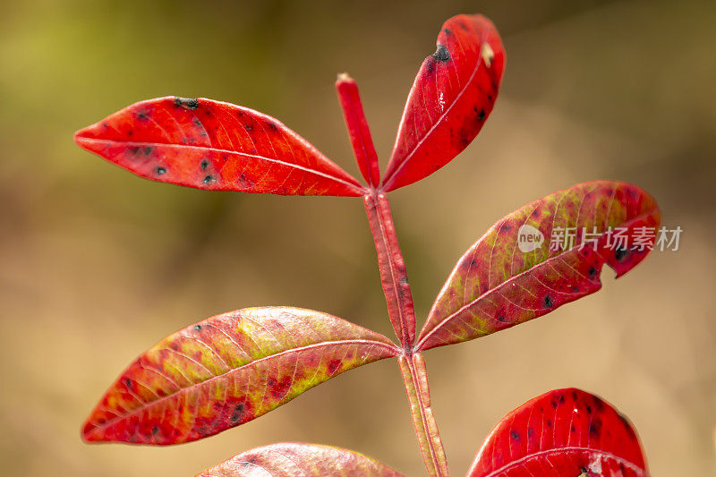 特写秋天的颜色在漆树叶与黑点和焦点自然色调的背景