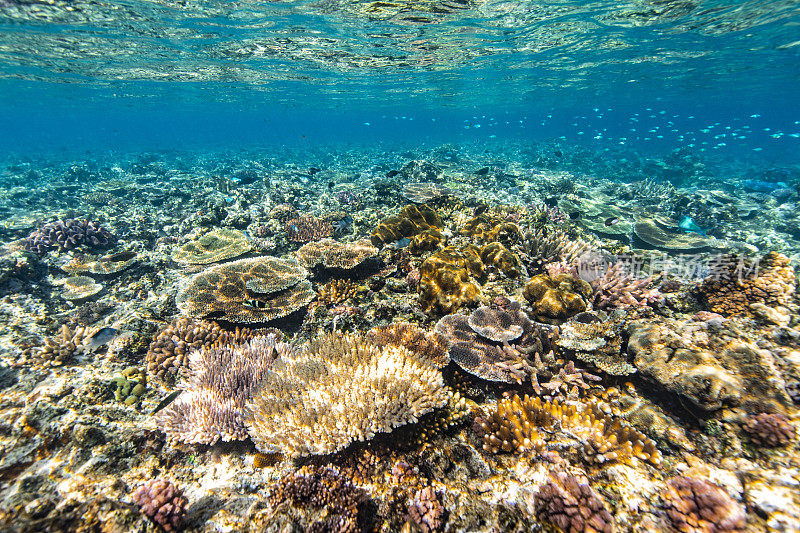 水下自然背景的健康珊瑚花园珊瑚礁生态系统与热带鱼和自然阳光