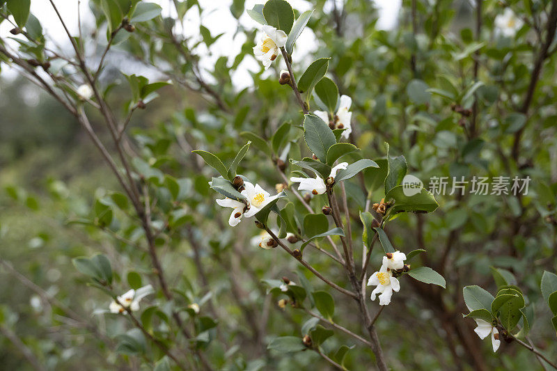 茶树花