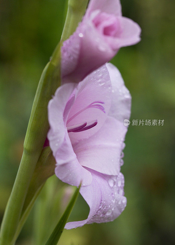 8月开花的剑兰