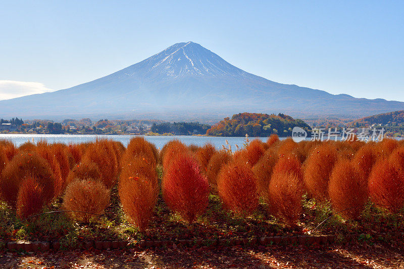 山梨县川口湖畔的富士山和五彩缤纷的高山