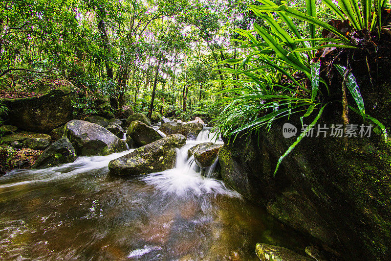 在郁郁葱葱的热带雨林场景中，流动的水流在岩石上