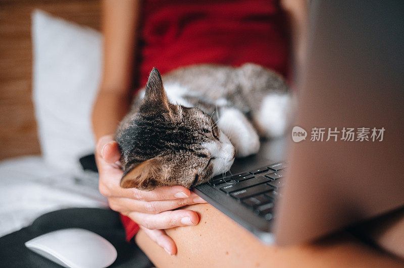 一个女人在床上用笔记本电脑工作，一只猫睡在她的腿上