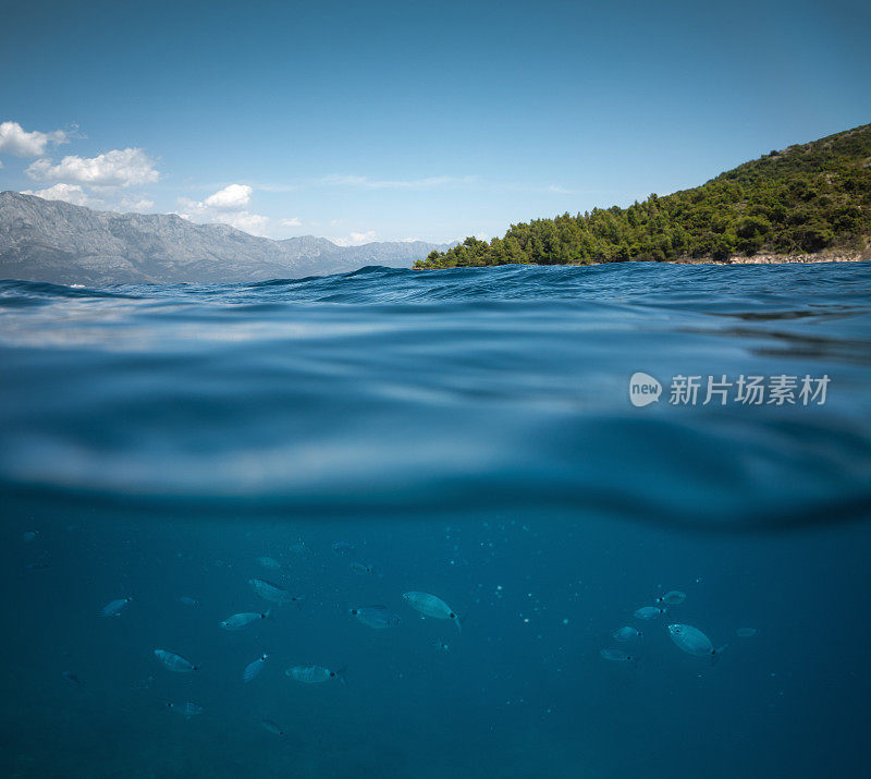 海底鱼类