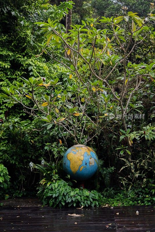 郁郁葱葱的绿色植物在热带丛林森林马来西亚槟城岛