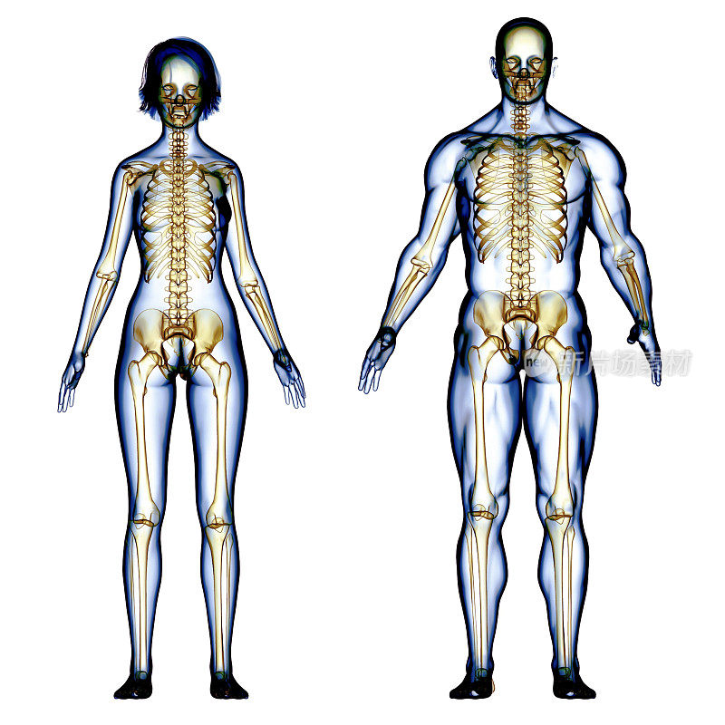 健身情侣骨骼肌肉系统扫描