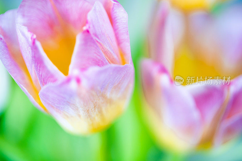 粉红色和橙色的郁金香花中心特写。