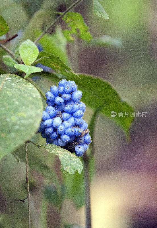 哥斯达黎加Torrialba的咖啡科热带植物上的蓝莓果实