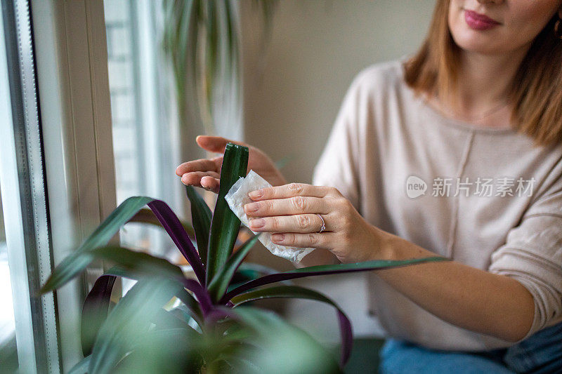 一位女士坐在客厅的窗台边清理植物上的灰尘