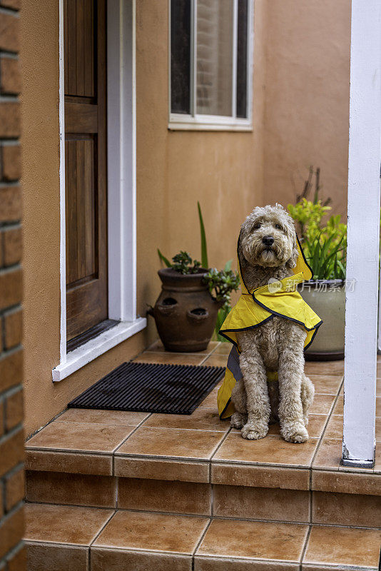 雨天金毛犬散步