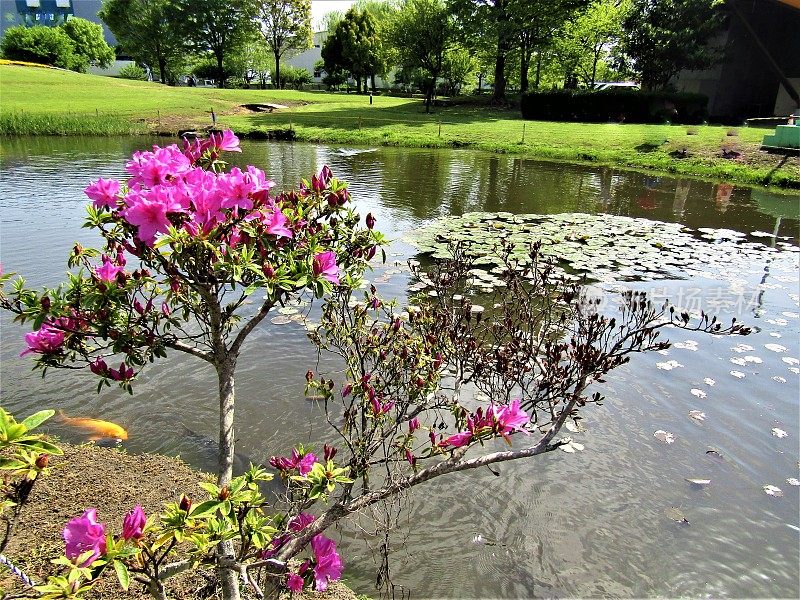 日本。4月。池塘里盛开的杜鹃花。