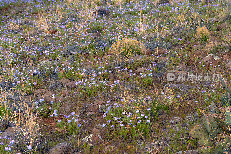 春天野花盛开在亚利桑那州塞多纳的红土地上