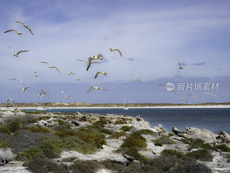 在岛上飞行的海鸟