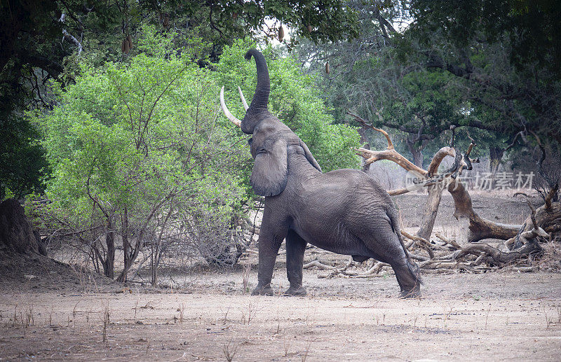 在津巴布韦，一种特殊的大象叫“Boswell”