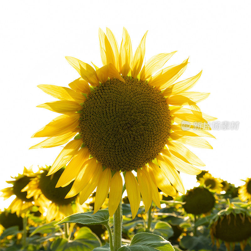 花:向日葵孤立在白色背景上