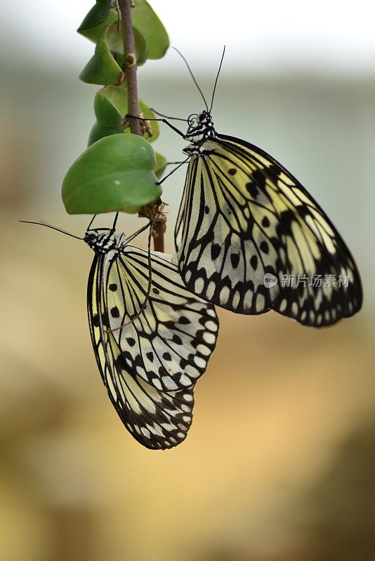 纸风筝蝴蝶，英国